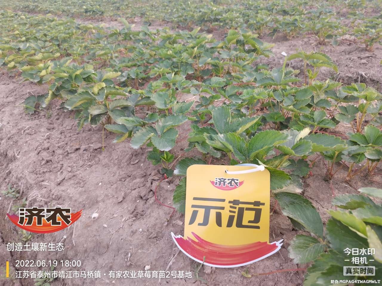The effect of using Jinong Letu to raise seedlings of strawberries in Jiangsu province(图4)