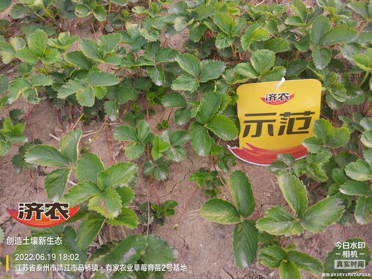 The effect of using Jinong Letu to raise seedlings of strawberries in Jiangsu province(图6)