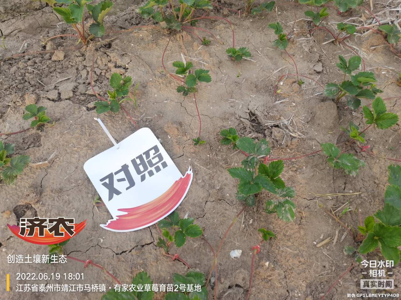 The effect of using Jinong Letu to raise seedlings of strawberries in Jiangsu province(图7)