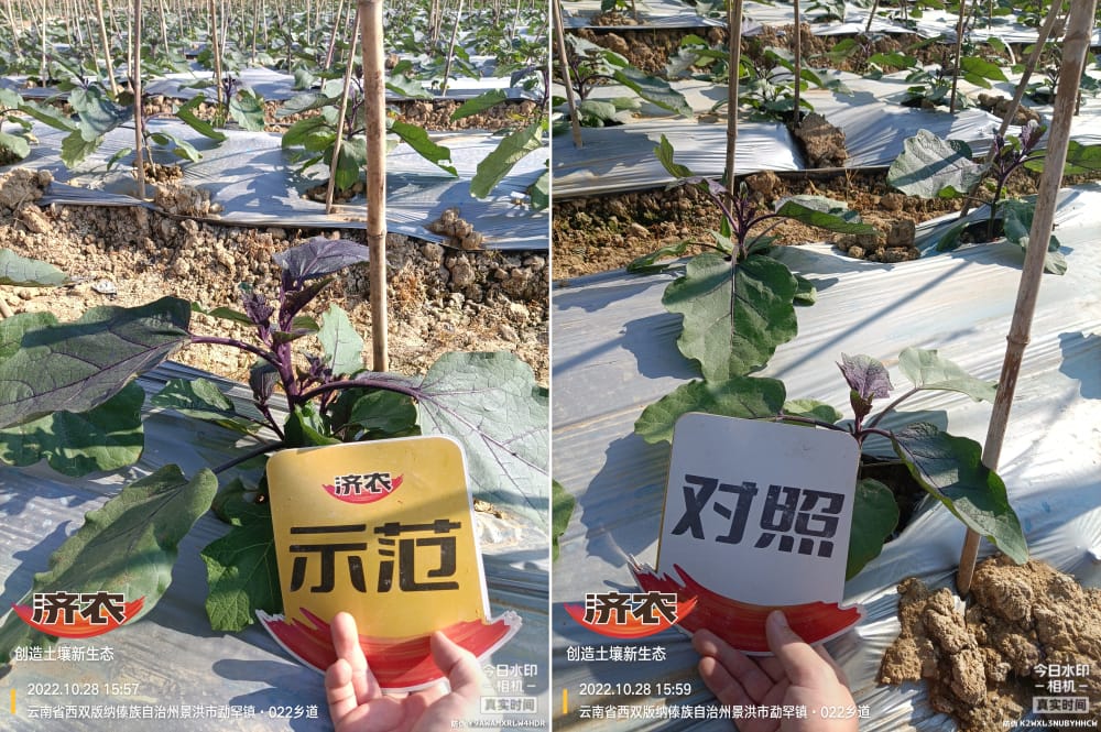 The Effect of Yunnan Eggplant Using Jinong Letu+Jinong Root Foraging(图2)