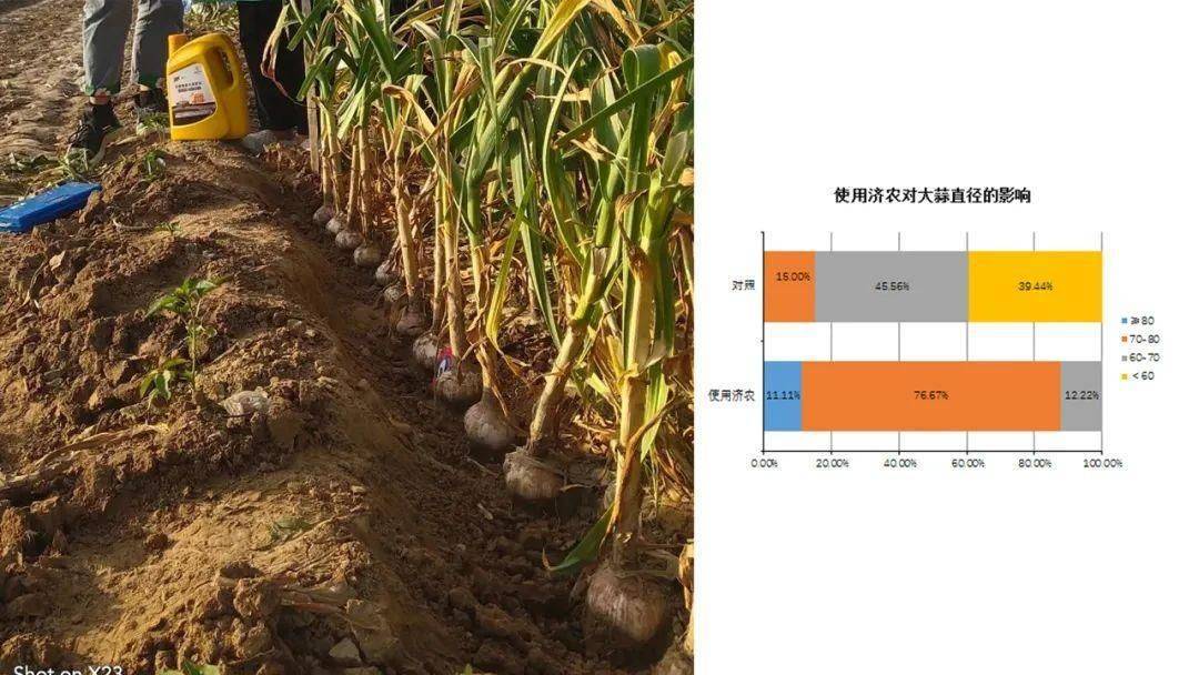 大蒜苗期根腐病爆发？“济农乐土+”综合方案防治效果佳(图2)