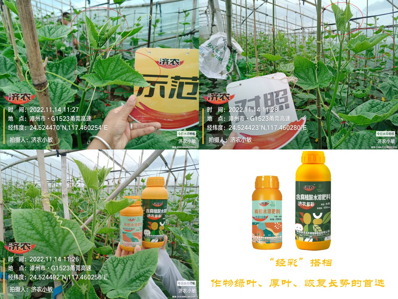 福建黄瓜使用济农“经彩”搭档缓解药害的效果(图2)