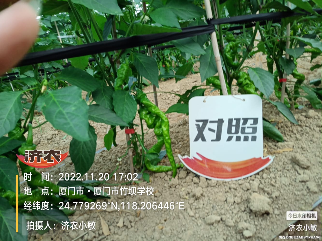福建辣椒使用济农黑旋风高氮型的效果(图7)