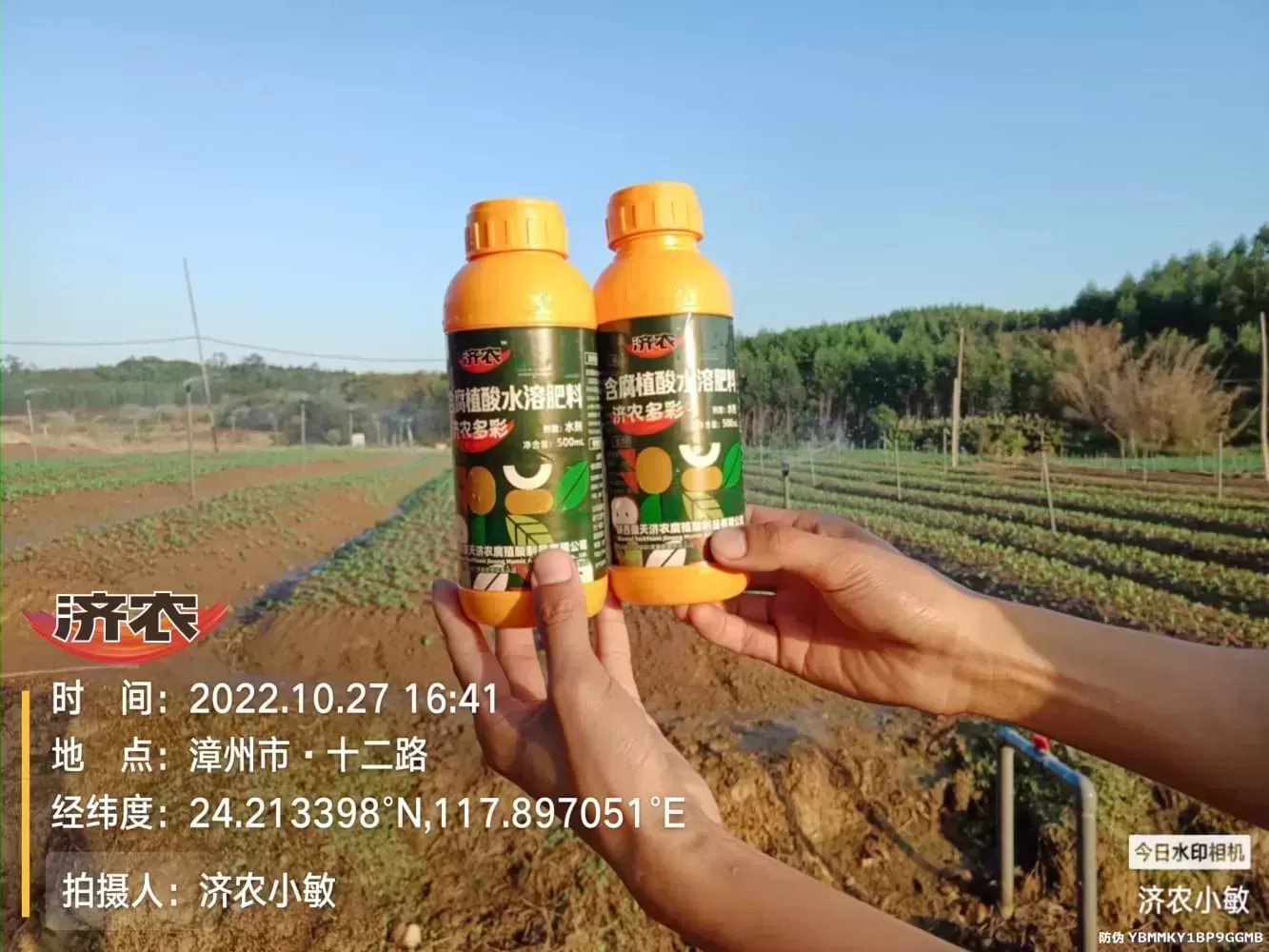 福建小油菜使用济农多彩的效果(图1)