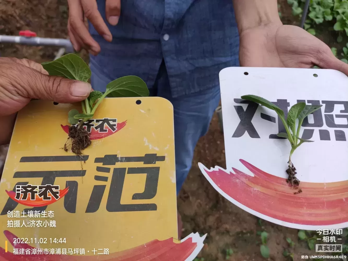 福建小油菜使用济农多彩的效果(图5)