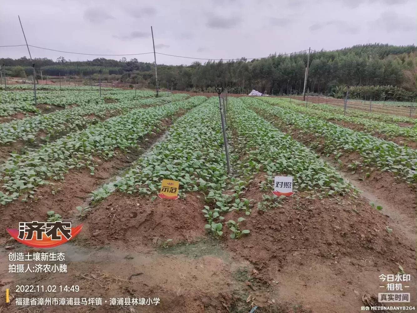 福建小油菜使用济农多彩的效果(图2)