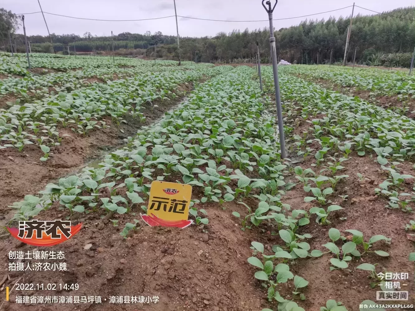 福建小油菜使用济农多彩的效果(图3)