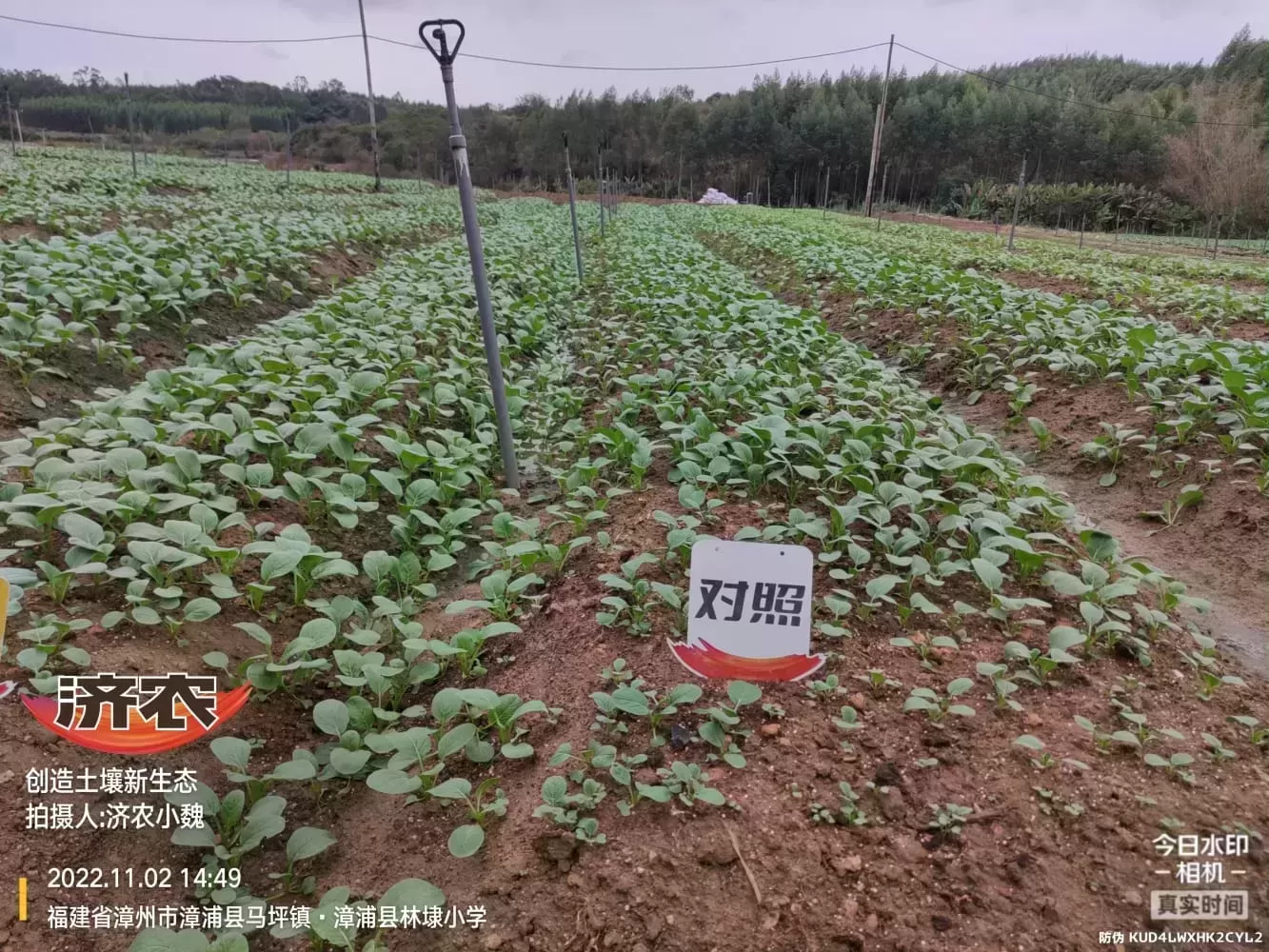 福建小油菜使用济农多彩的效果(图4)