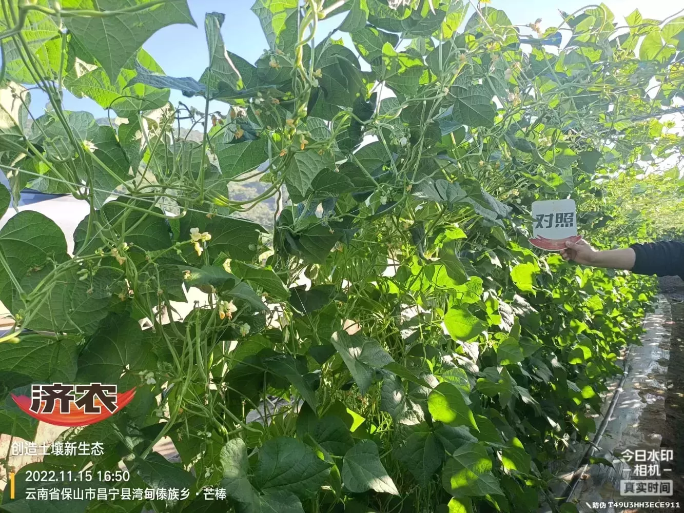 The effect of using Jinong 800 on Yunnan green beans(图2)