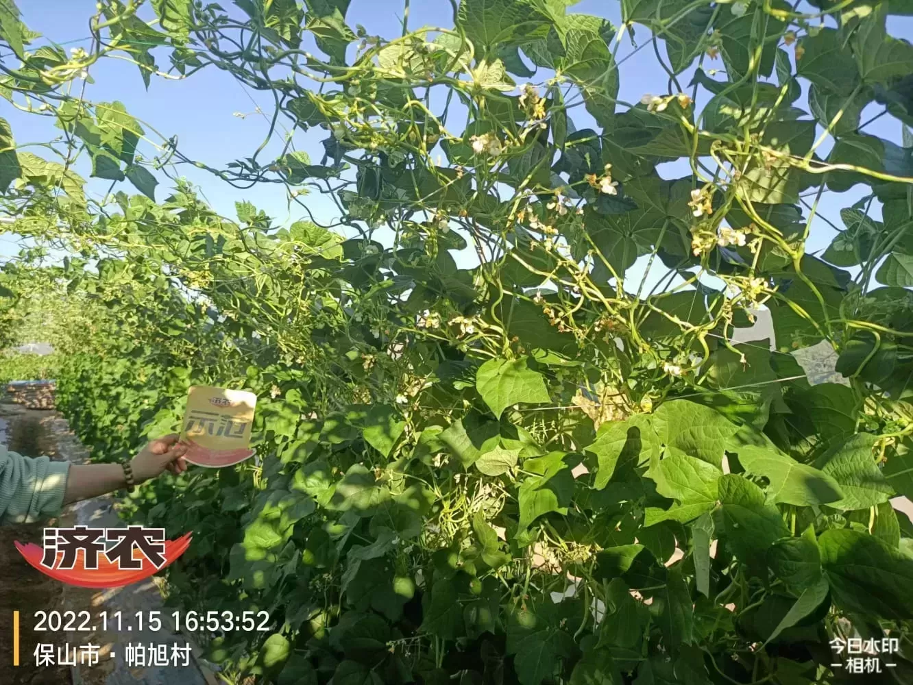 The effect of using Jinong 800 on Yunnan green beans(图1)