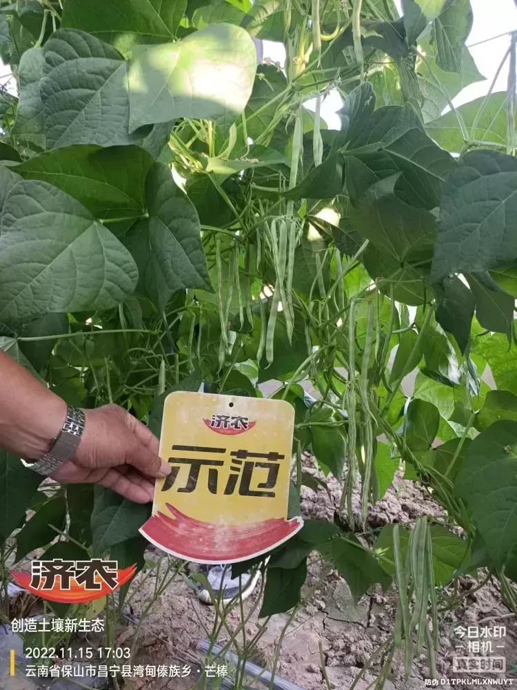 The effect of using Jinong 800 on Yunnan green beans(图6)