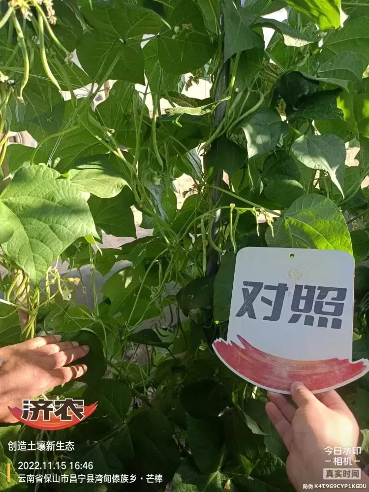 The effect of using Jinong 800 on Yunnan green beans(图7)