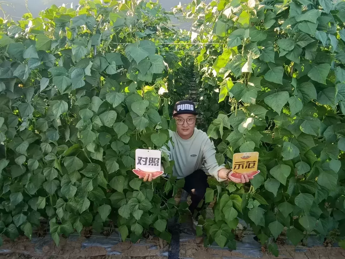 The effect of using Jinong 800 on Yunnan green beans(图3)
