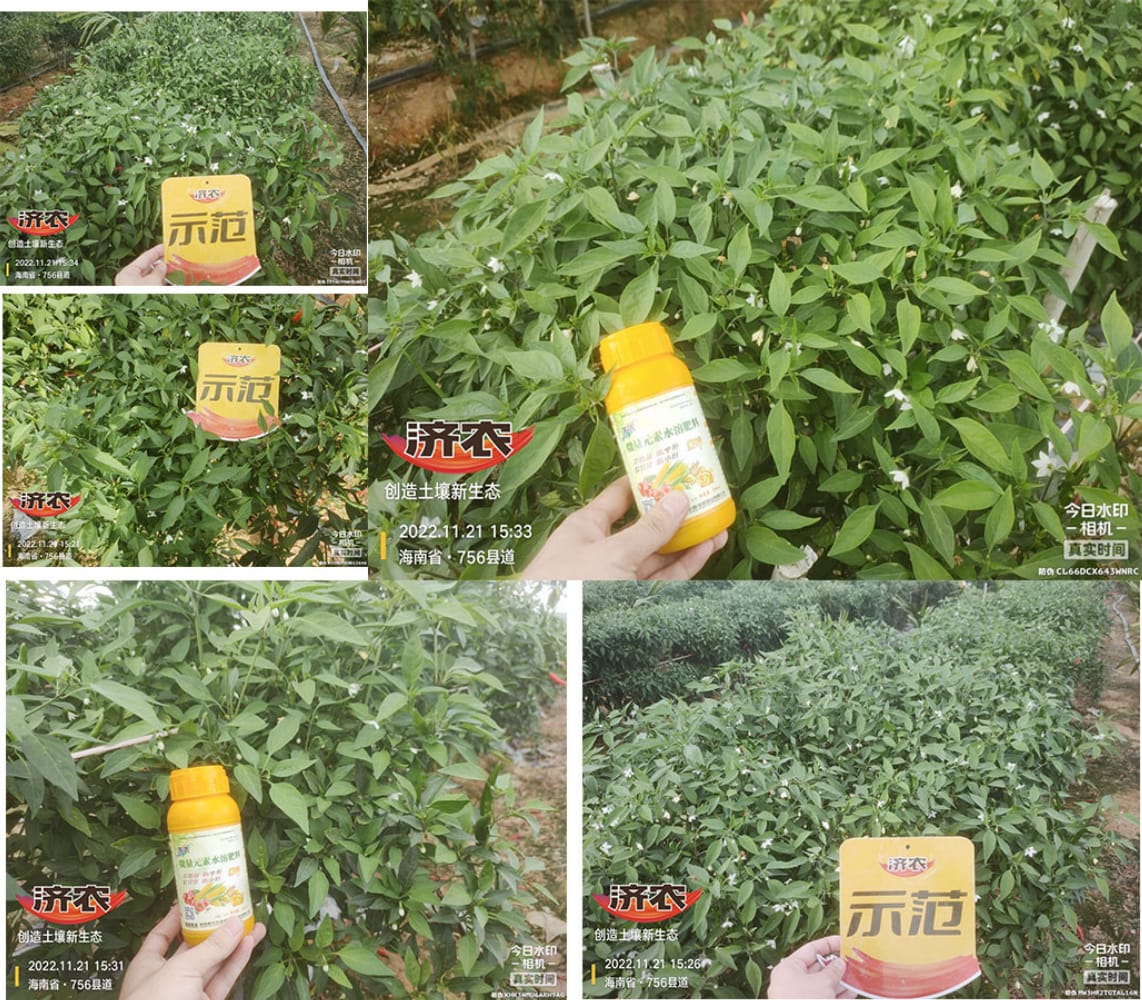 海南朝天椒使用济农乐土+济农金锌缓解黄化的效果(图3)