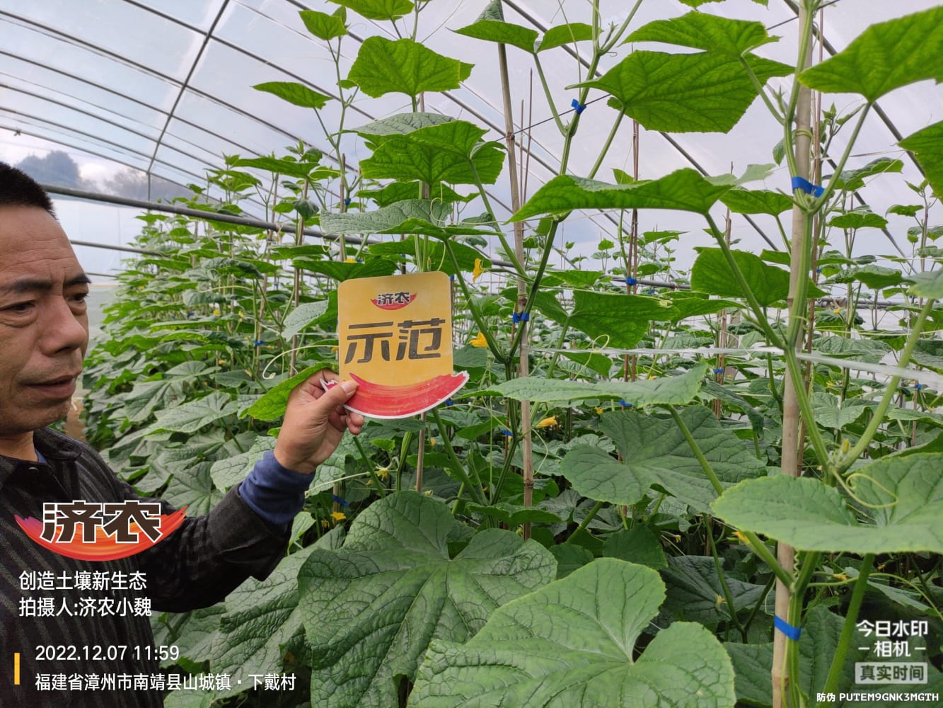 Enhanced stress resistance of Fujian cucumbers after using Jinong Letu(图2)
