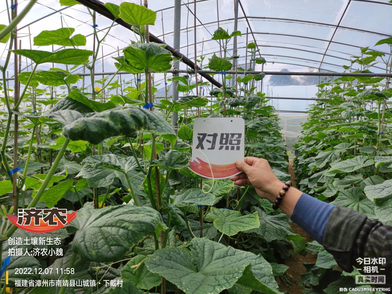 Enhanced stress resistance of Fujian cucumbers after using Jinong Letu(图3)