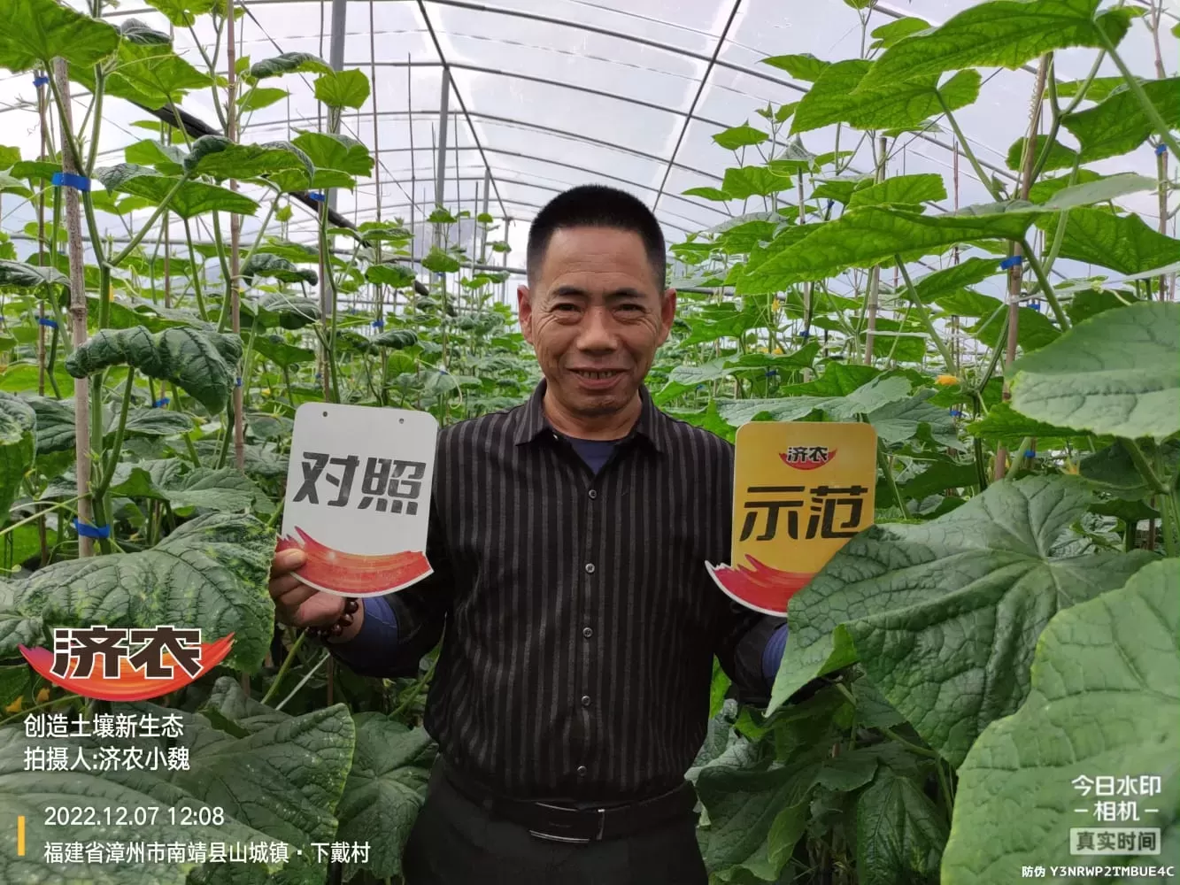 Enhanced stress resistance of Fujian cucumbers after using Jinong Letu(图1)