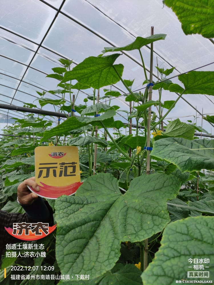 Enhanced stress resistance of Fujian cucumbers after using Jinong Letu(图4)