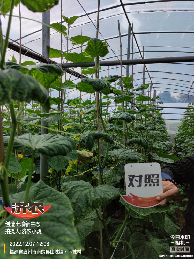 Enhanced stress resistance of Fujian cucumbers after using Jinong Letu(图5)