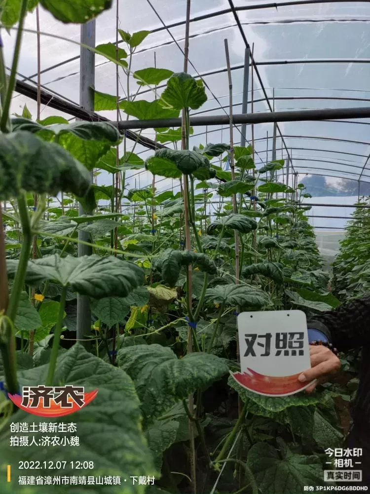 Enhanced stress resistance of Fujian cucumbers after using Jinong Letu(图5)