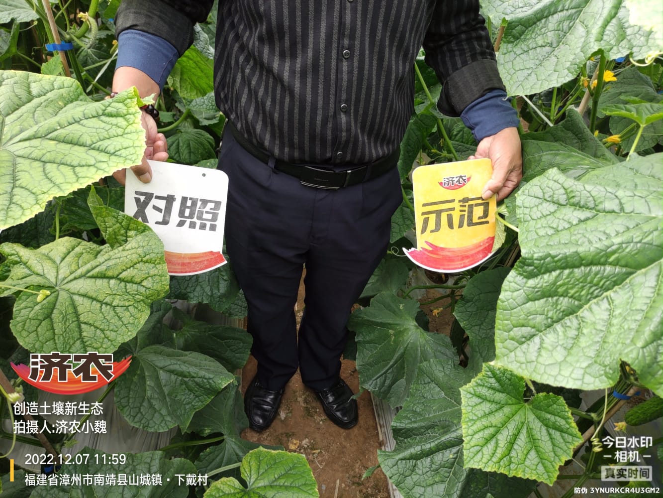 Enhanced stress resistance of Fujian cucumbers after using Jinong Letu(图6)