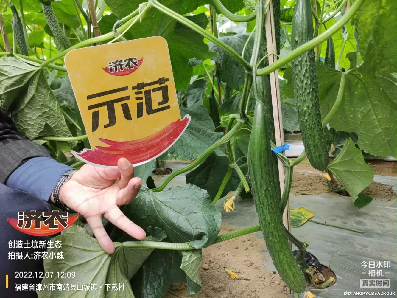 Enhanced stress resistance of Fujian cucumbers after using Jinong Letu(图7)