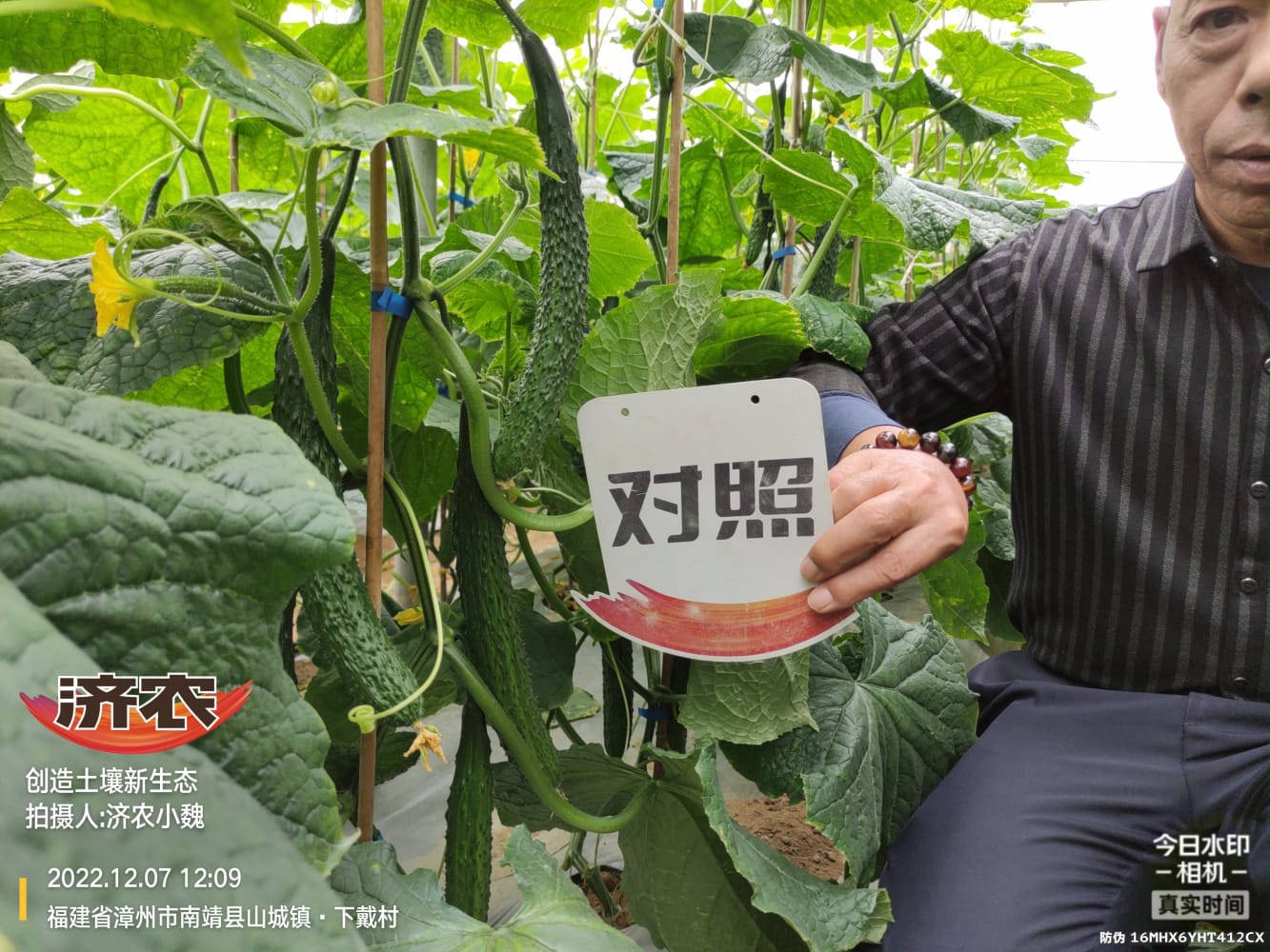 Enhanced stress resistance of Fujian cucumbers after using Jinong Letu(图8)