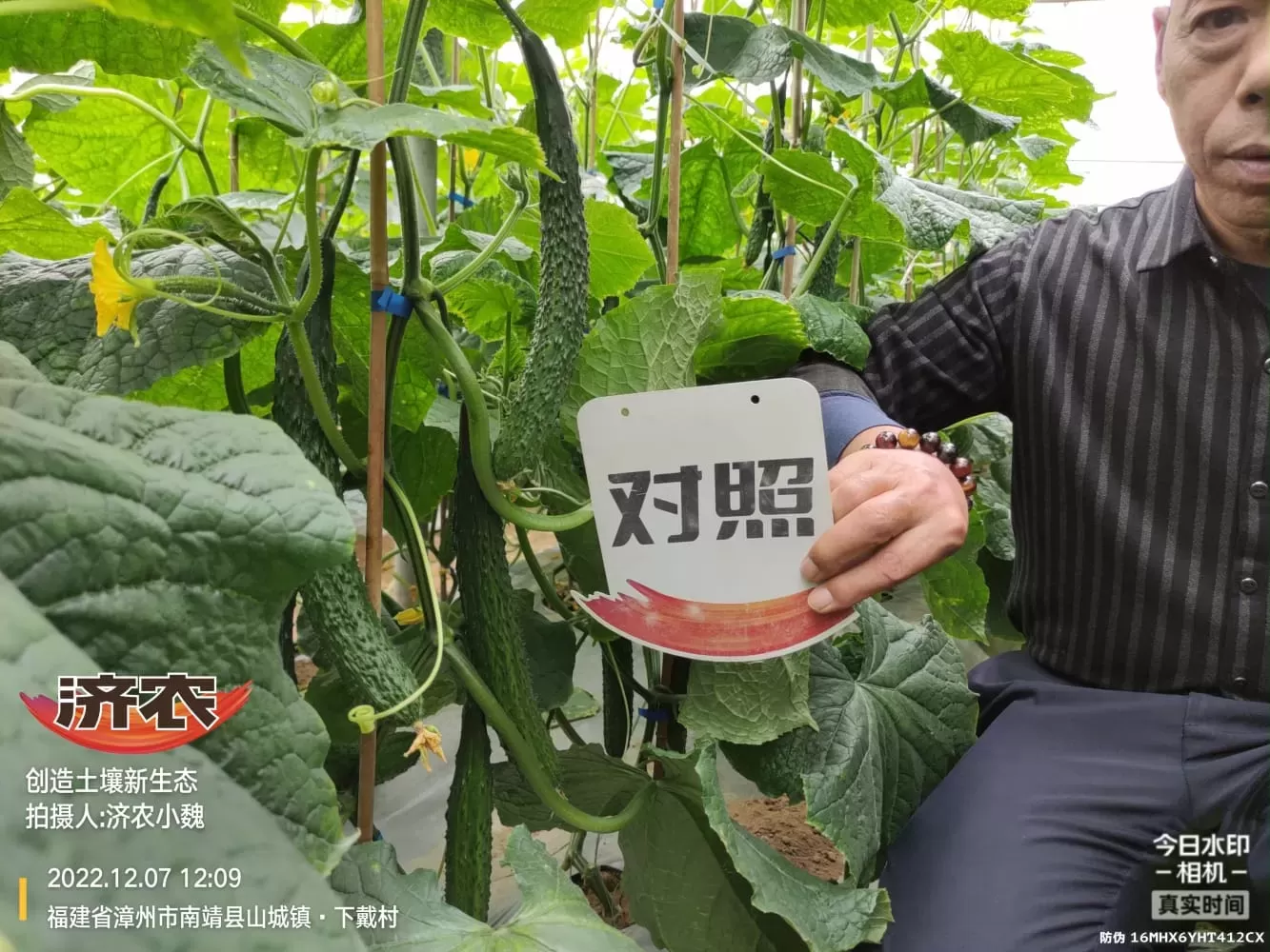Enhanced stress resistance of Fujian cucumbers after using Jinong Letu(图8)