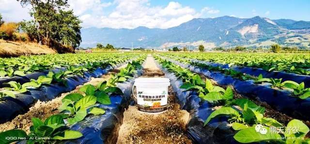 打破传统种植模式，以结果为导向，济农乐土助力晒黄烟生产