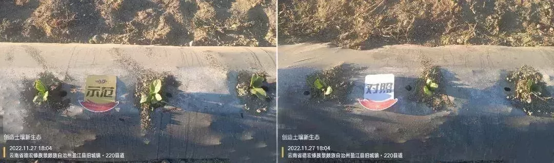 使用济农种植方案，烤烟优质高产(图4)
