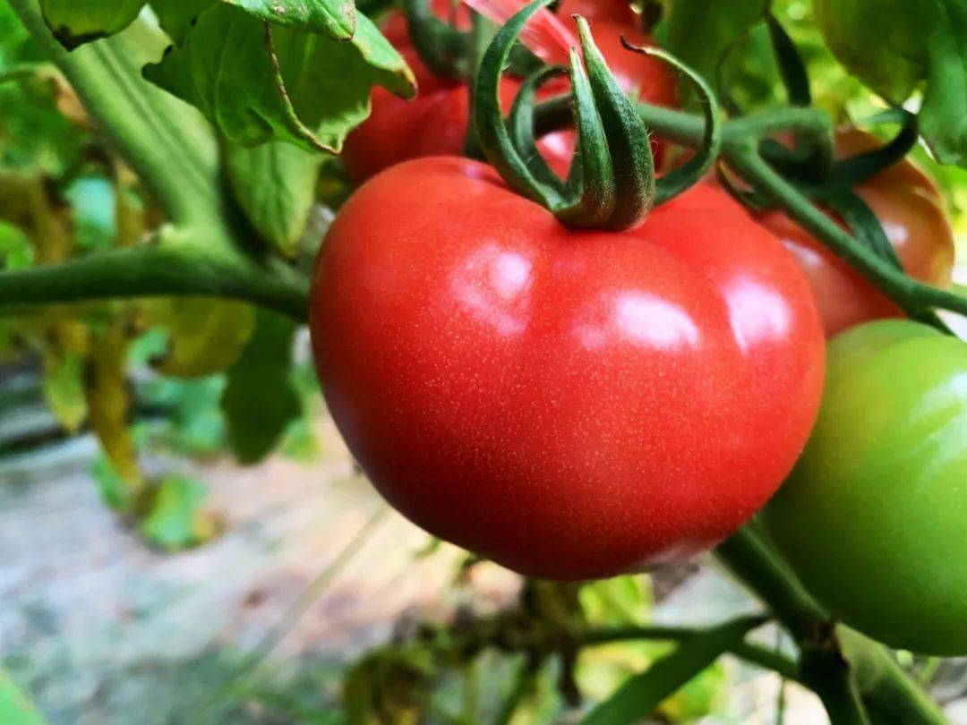 想要番茄花量多、花芽质量高？济农乐土不能少！