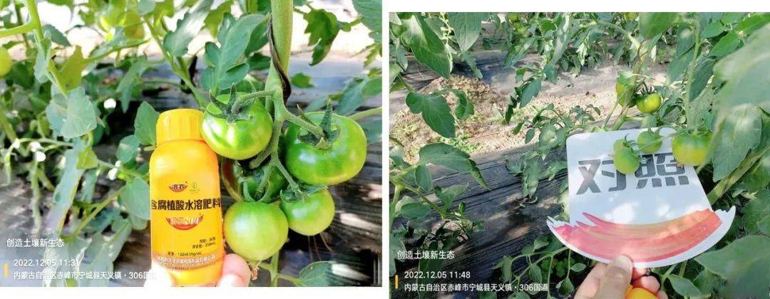 番茄与济农的故事，从育苗到成熟(图6)