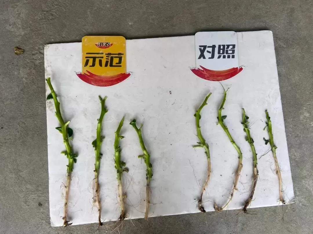 盈江冬马铃薯丰收在望，鼎天济农带您抢先看(图5)