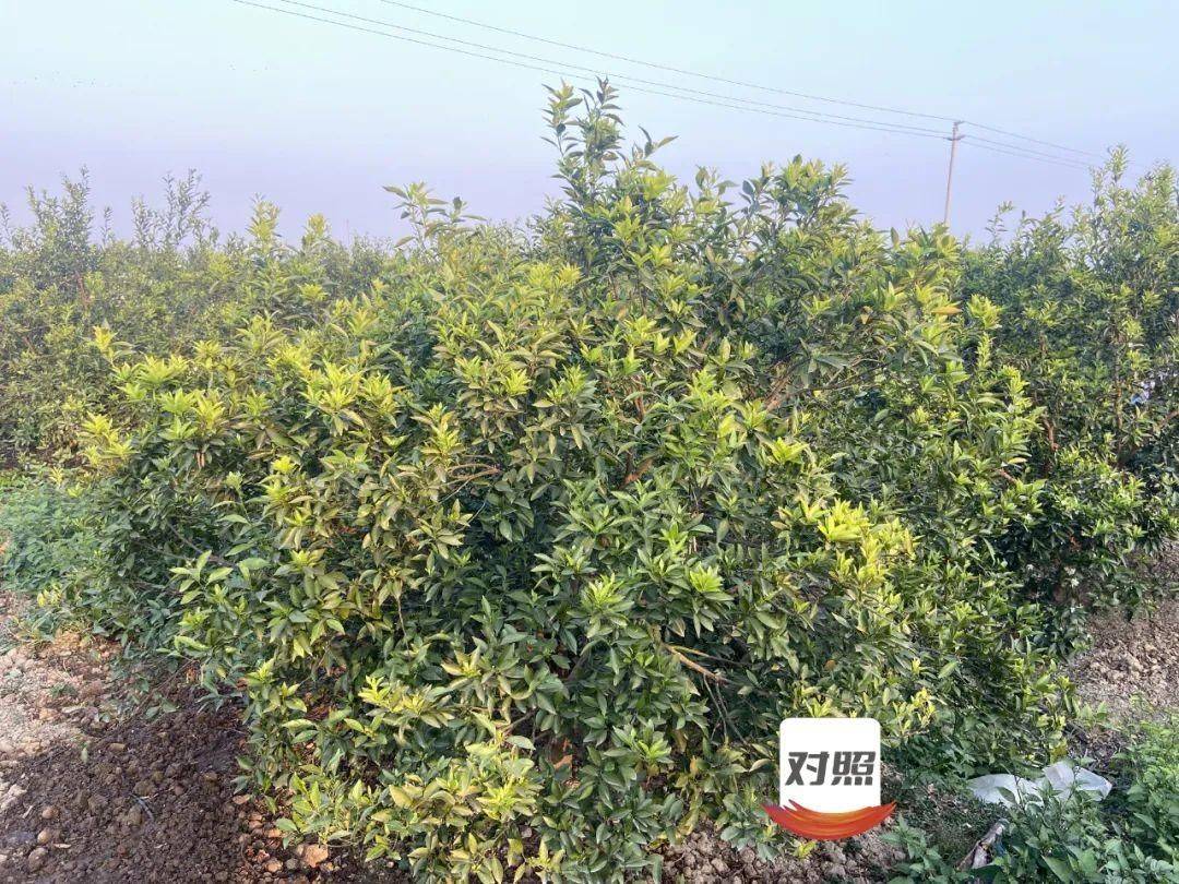 The sea of citrus flowers is as beautiful as a painting, and the Jinong plan is immediately effective(图6)