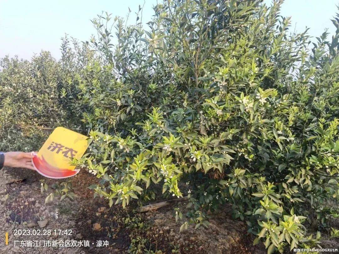 The sea of citrus flowers is as beautiful as a painting, and the Jinong plan is immediately effective(图5)