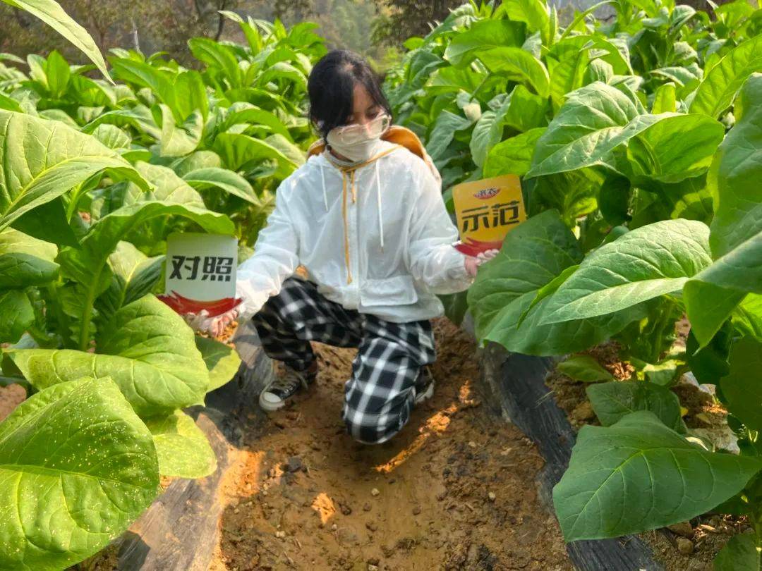 The incidence rate of tobacco climatic spots was reduced by 15%, and it was used correctly for two times in seedling stage(图2)