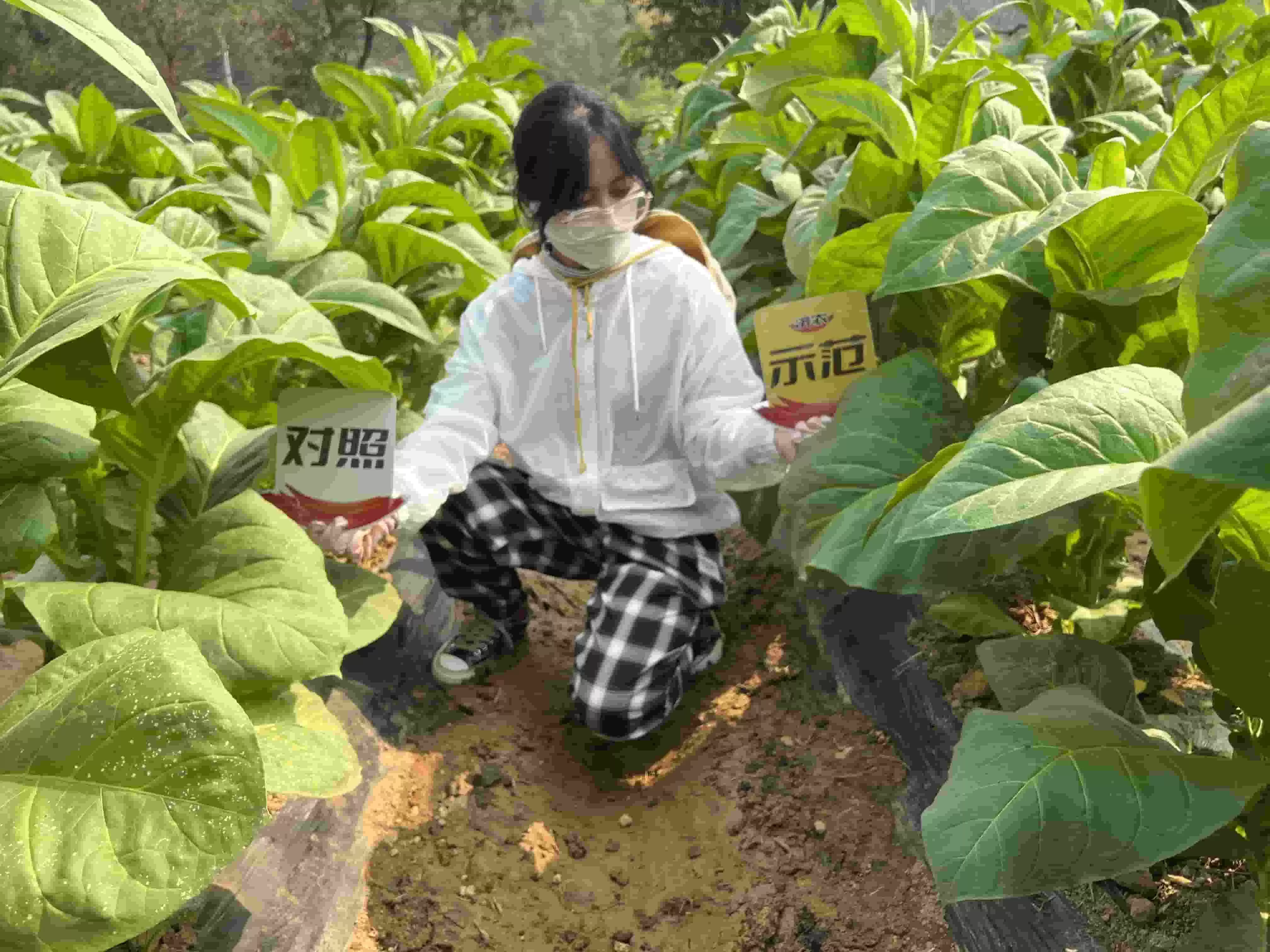 云南晒黄烟使用济农乐土预防气候性斑点病的效果(图2)