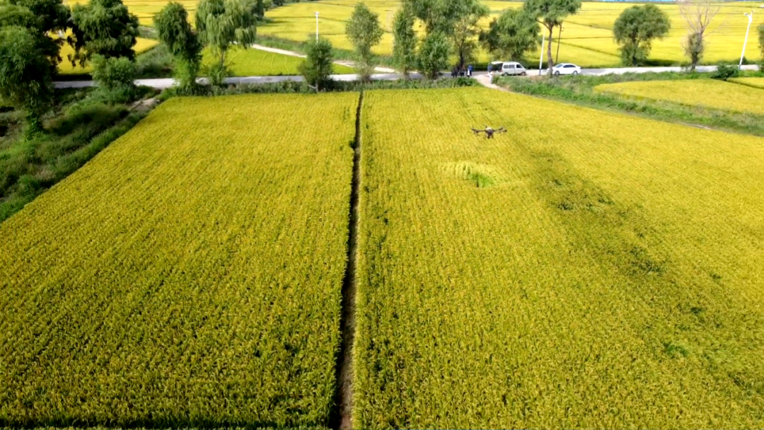 Jinong launches a three-dimensional nutrient fertilizer combination for field crops, with dedicated flight prevention to promote high yield and income increase of field crops(图1)