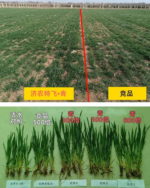 Jinong launches a three-dimensional nutrient fertilizer combination for field crops, with dedicated flight prevention to promote high yield and income increase of field crops(图4)