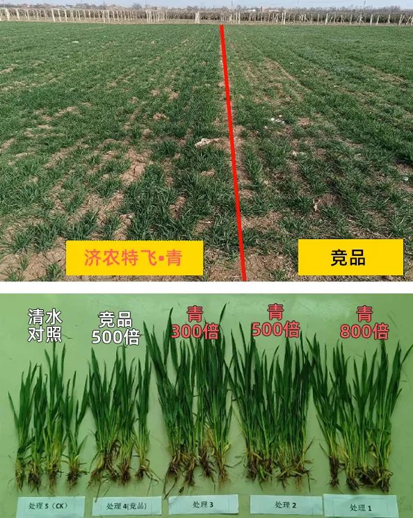 济农推出大田作物立体营养用肥组合，飞防专用助推大田作物高产增收(图4)