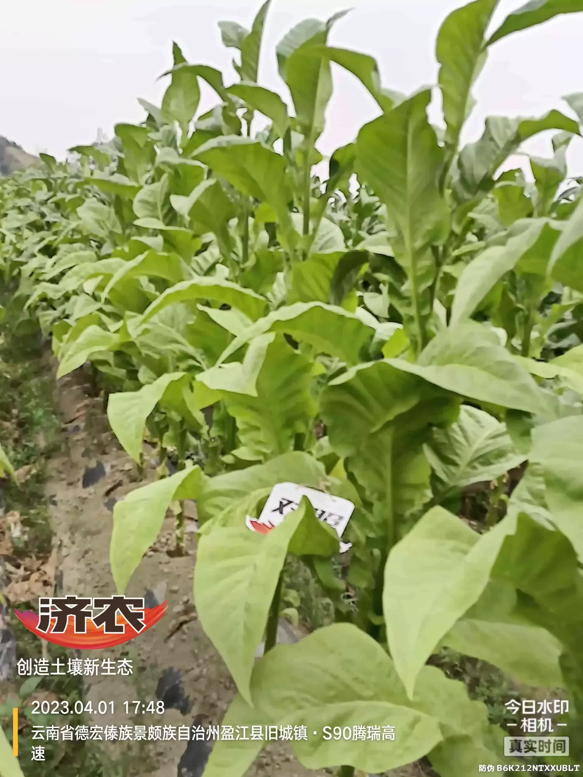 云南盈江烤烟使用齐朵朵和大红甲的效果(图4)