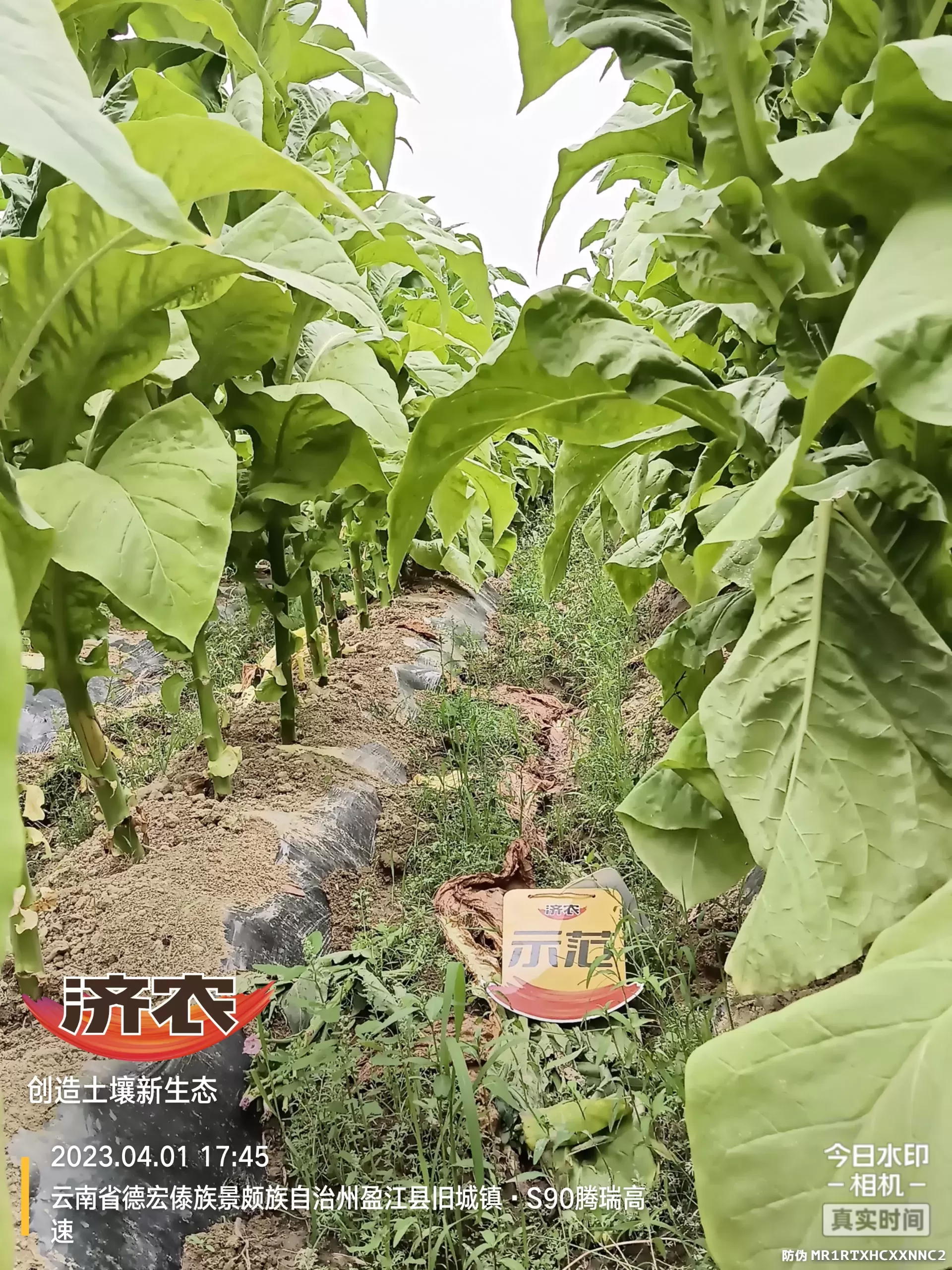 云南盈江烤烟使用齐朵朵和大红甲的效果(图3)