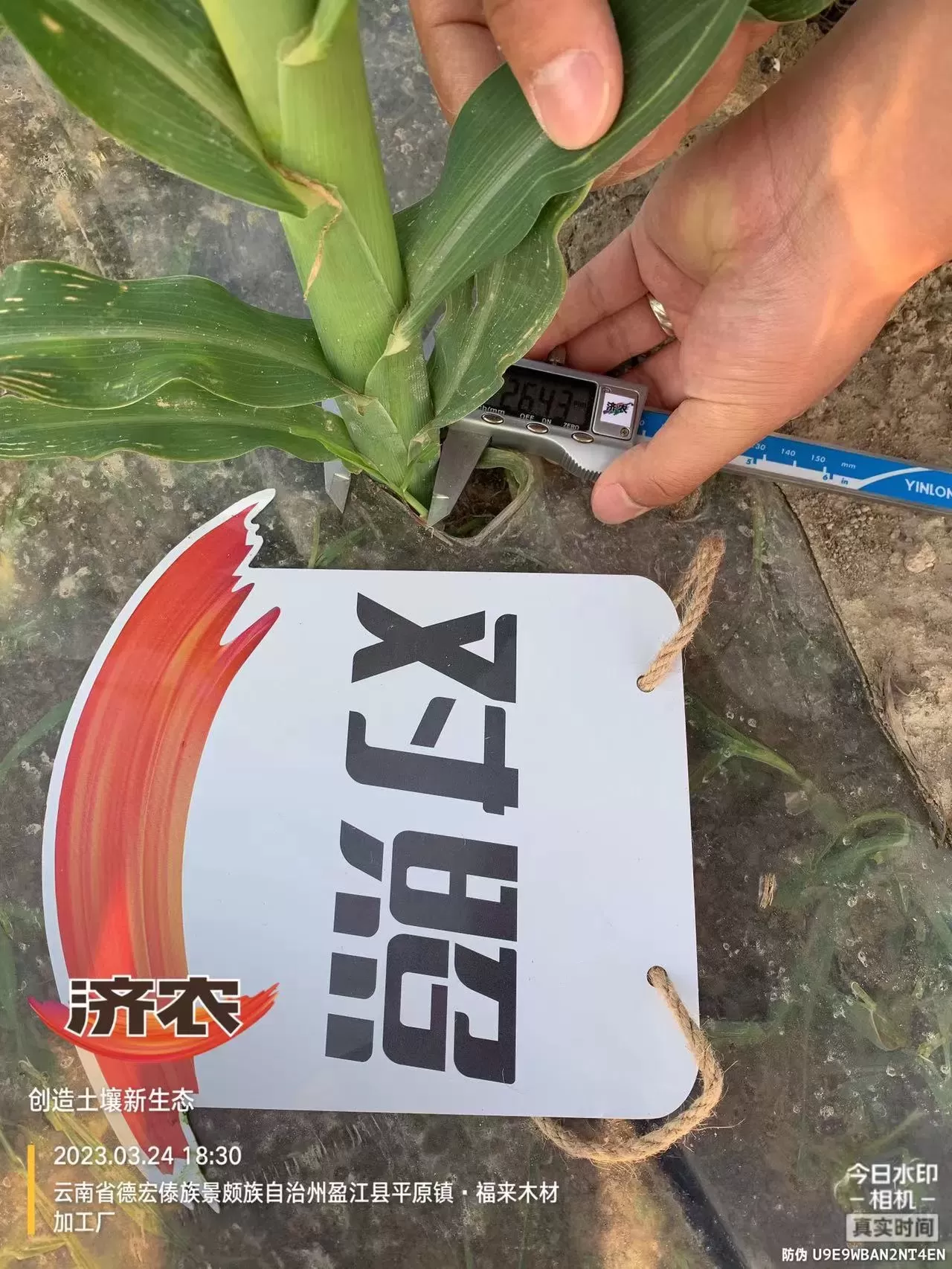 盈江甜玉米使用齐朵朵的效果(图5)