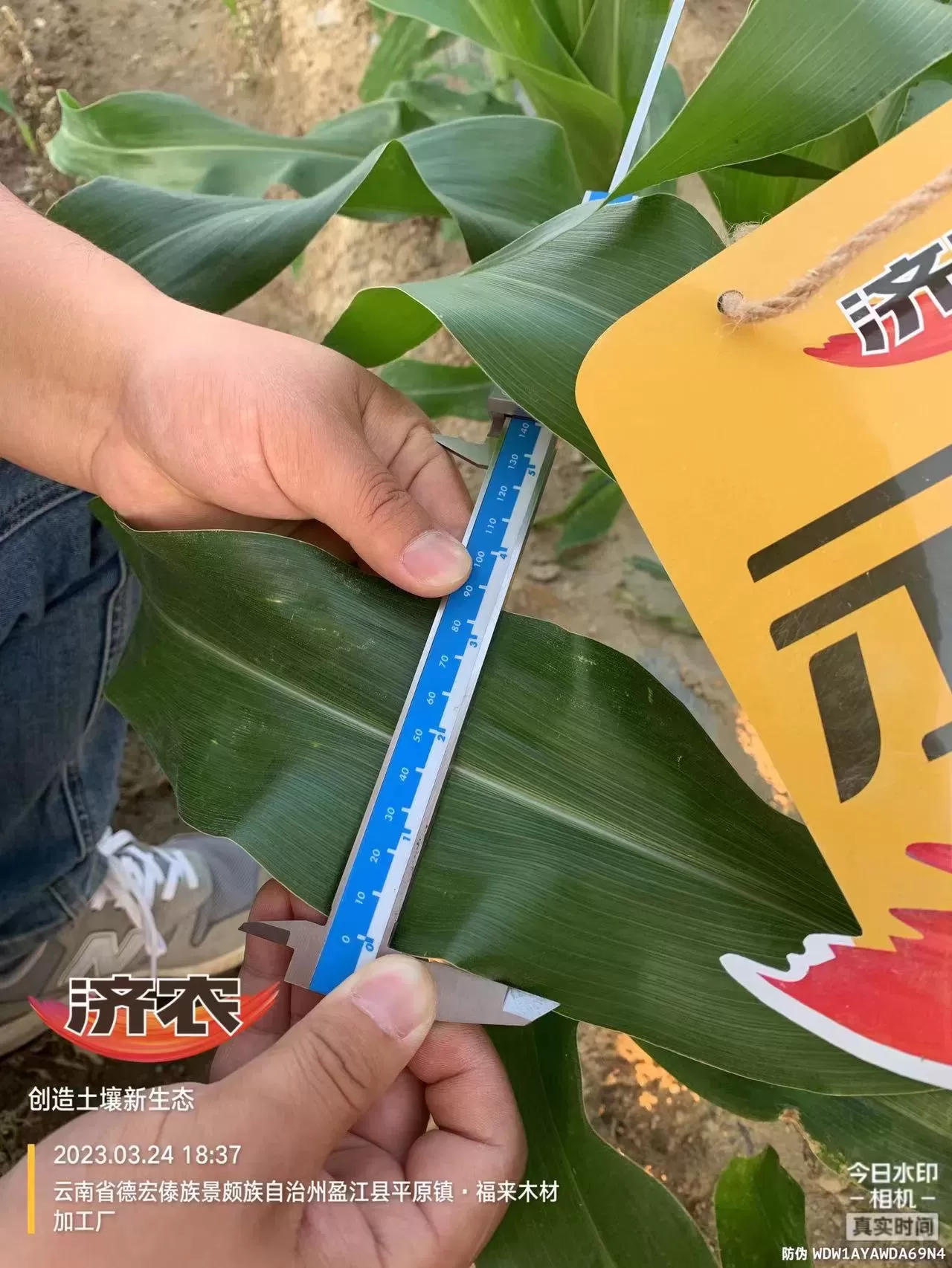 盈江甜玉米使用齐朵朵的效果(图6)