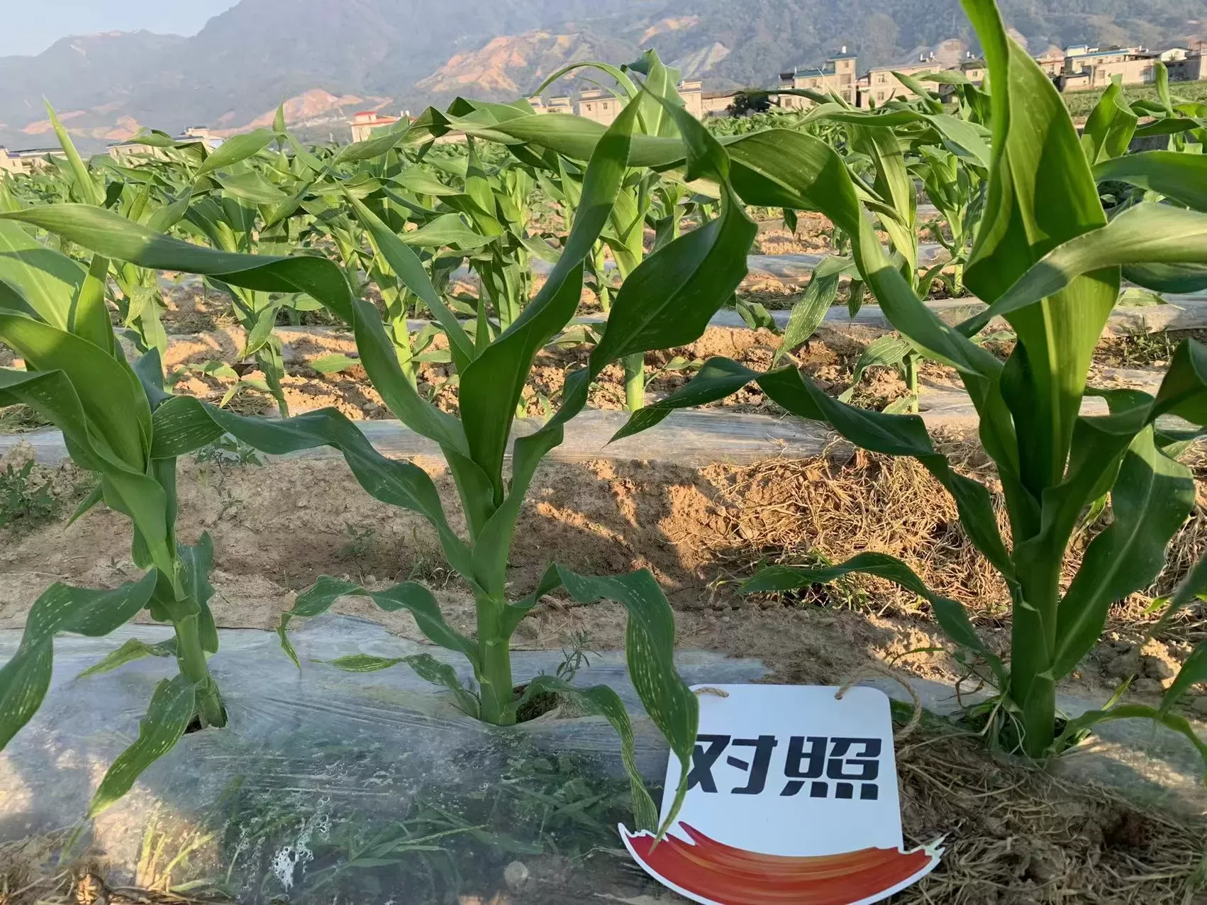 盈江甜玉米使用齐朵朵的效果(图3)
