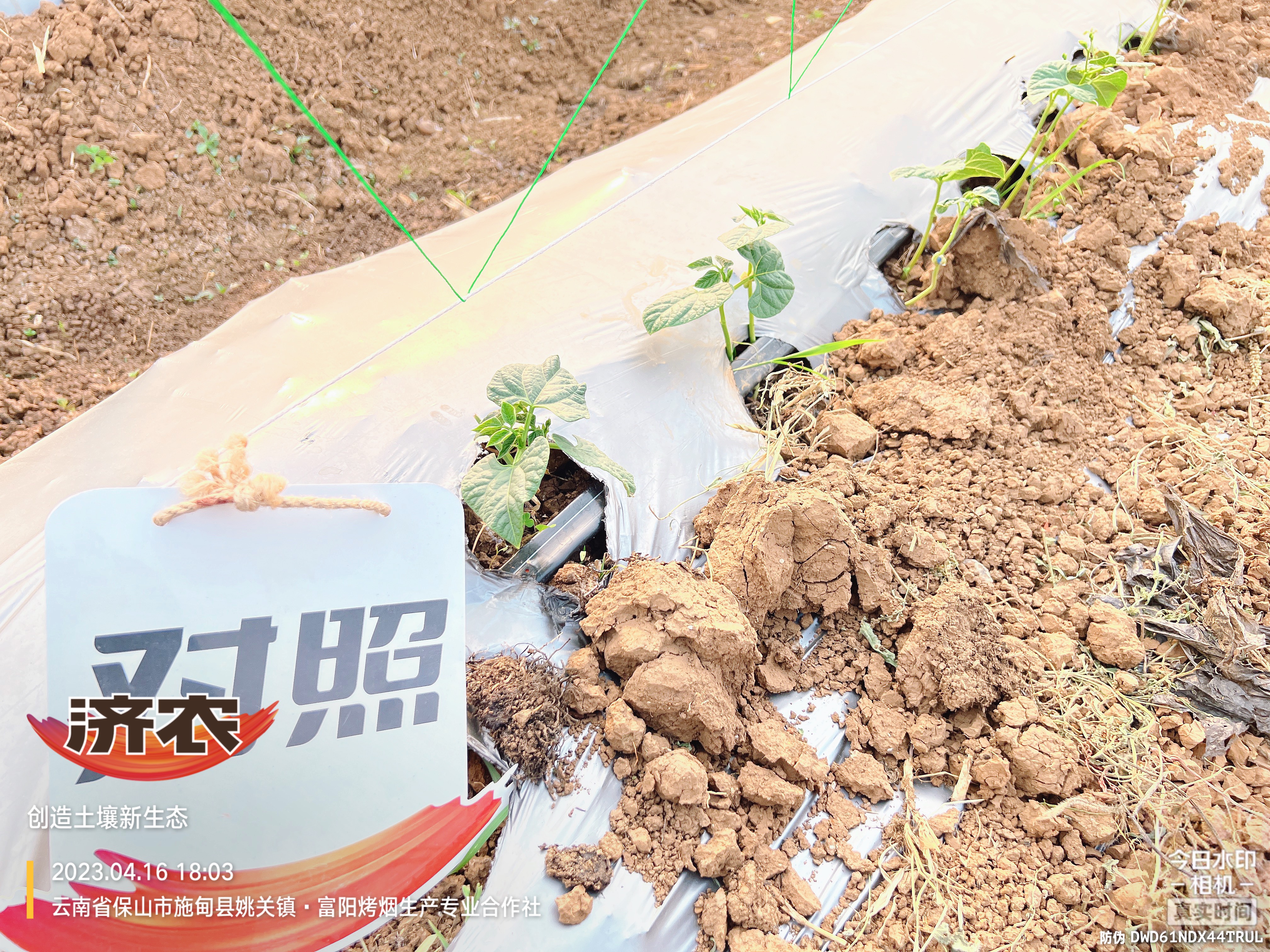 云南保山扁豆使用济农产品的效果(图4)