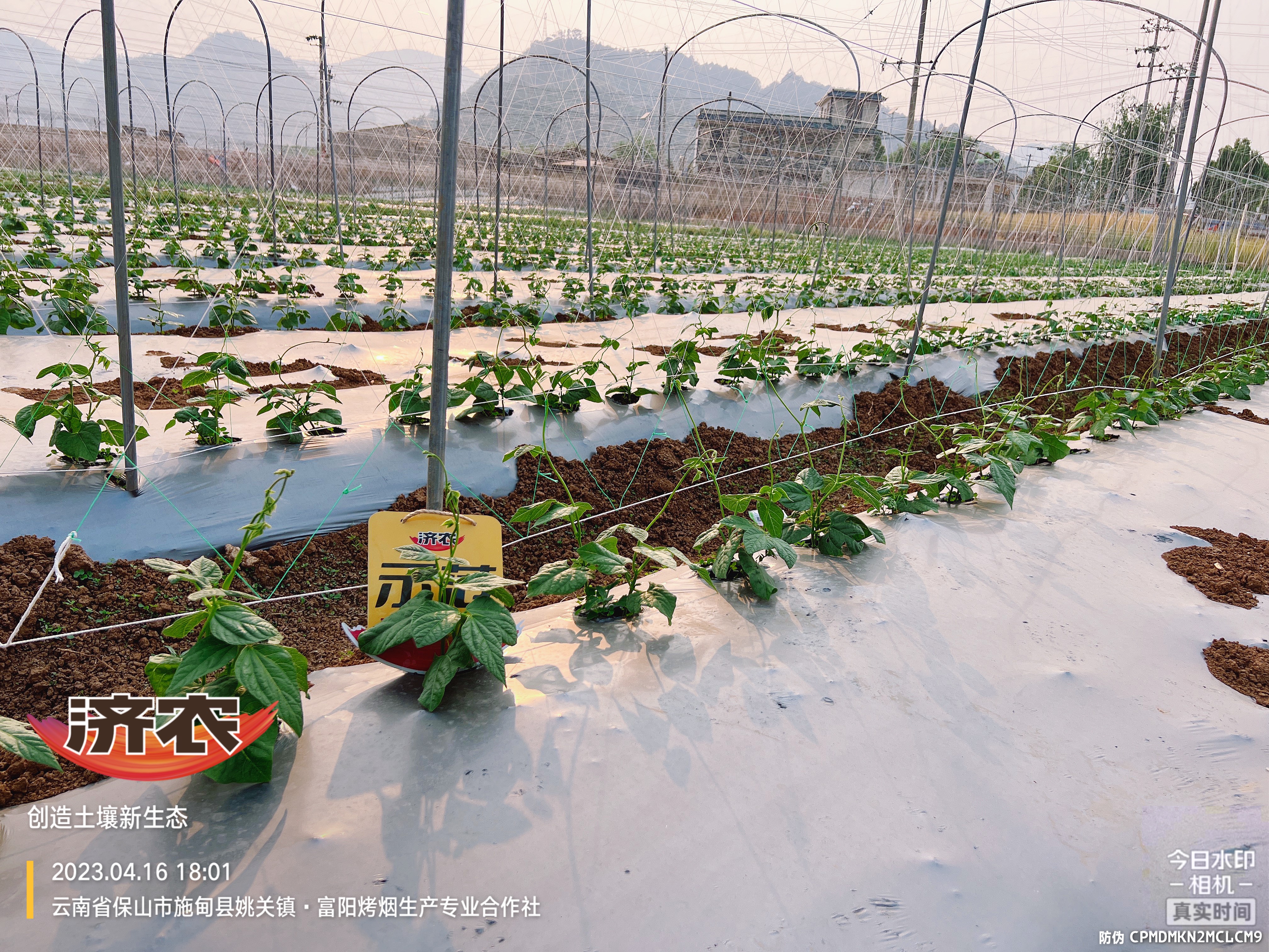 云南保山扁豆使用济农产品的效果(图1)