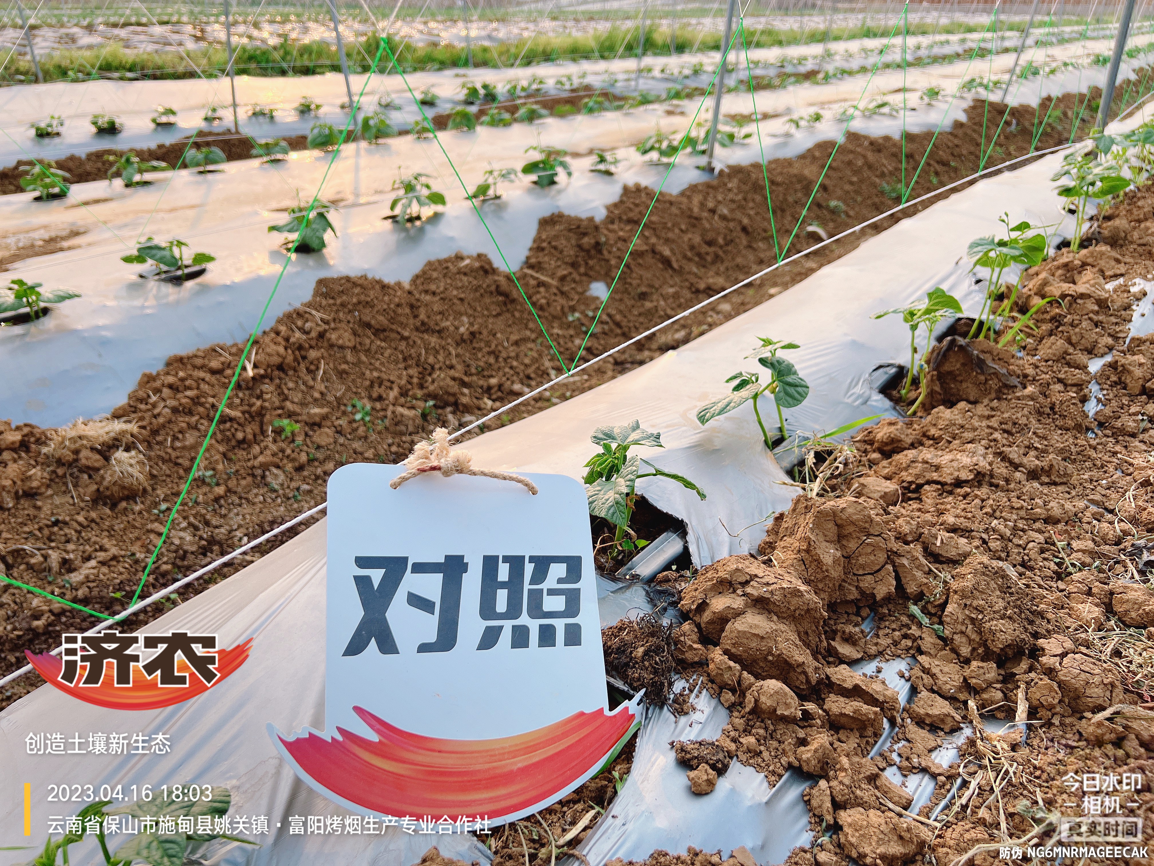 云南保山扁豆使用济农产品的效果(图2)