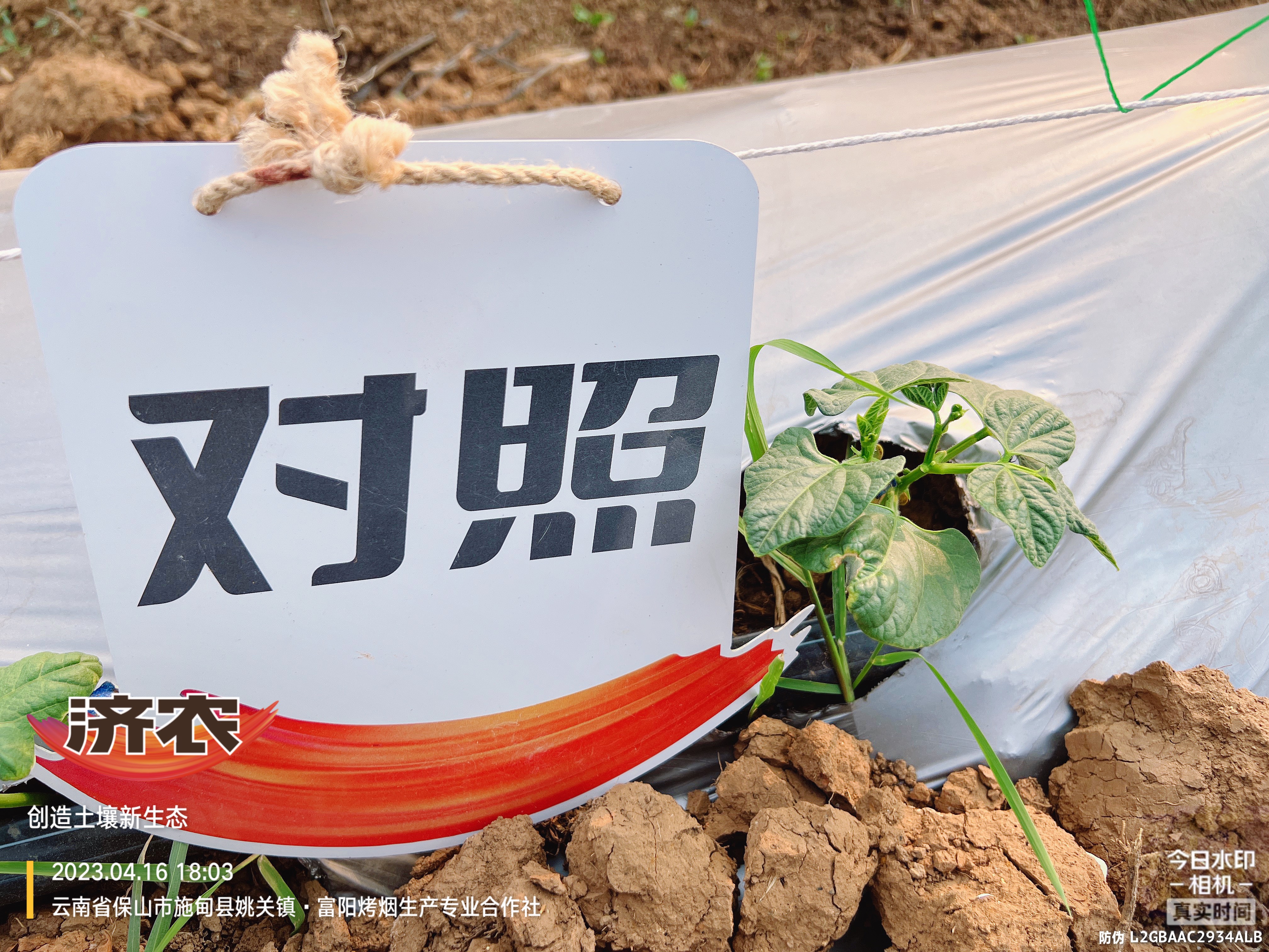 云南保山扁豆使用济农产品的效果(图6)