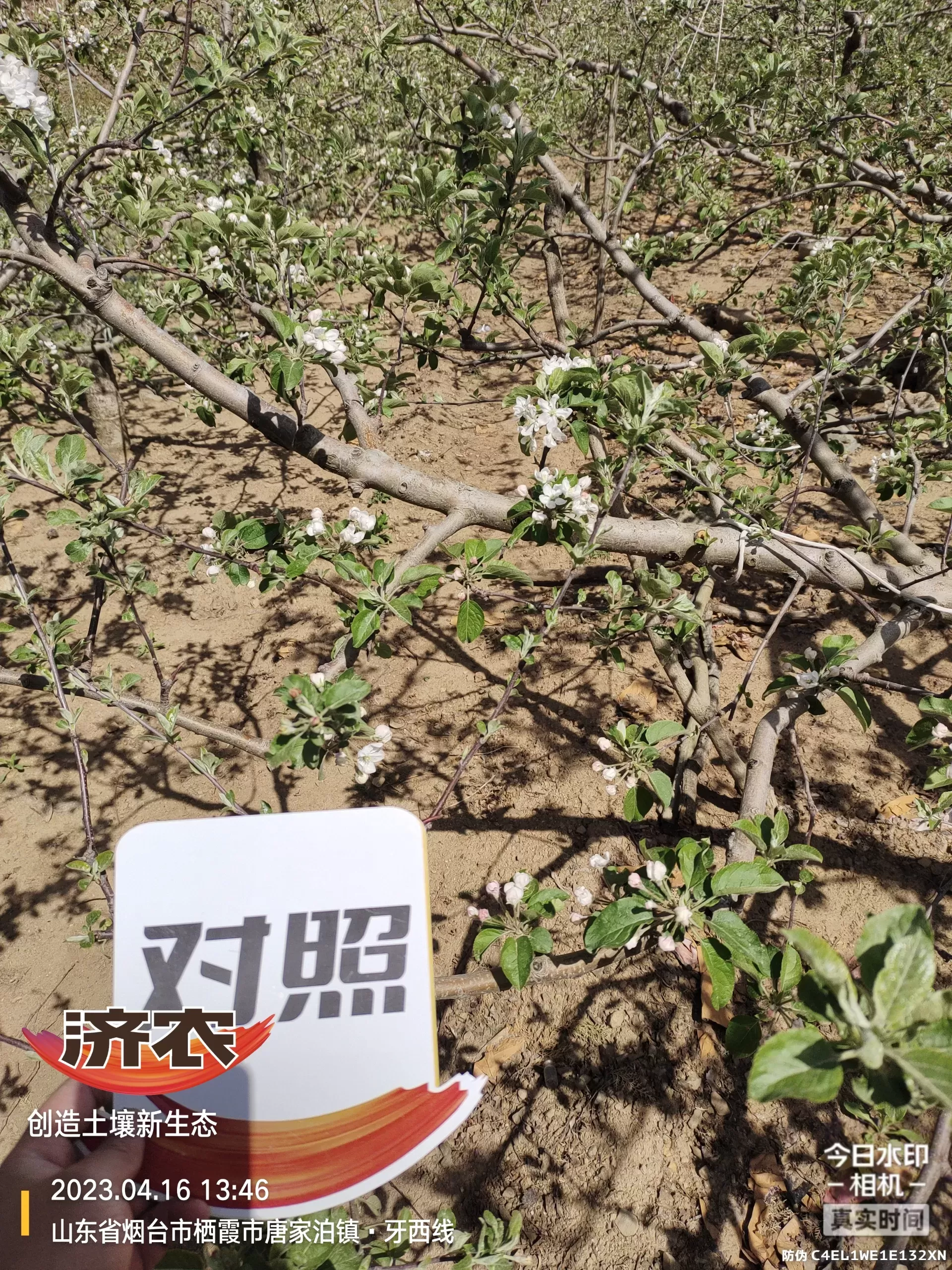 山东烟台苹果免开沟施肥的效果(图3)
